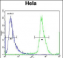 NUP35 Antibody (C-term)